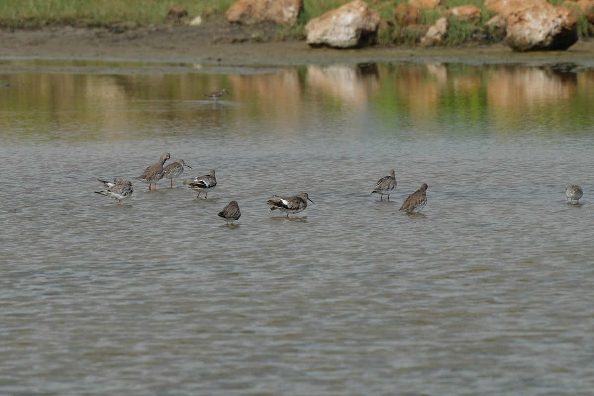 Common Redshank - ML623518930