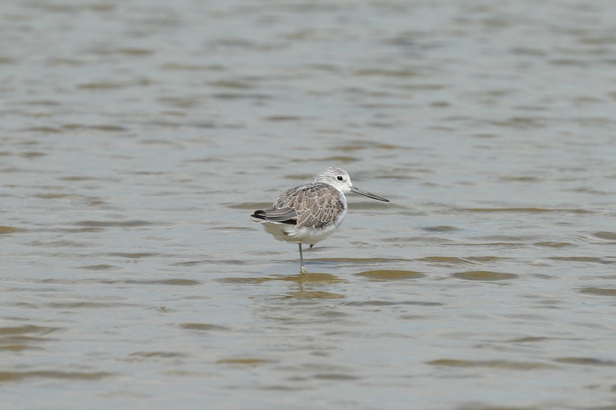 Common Greenshank - ML623518933