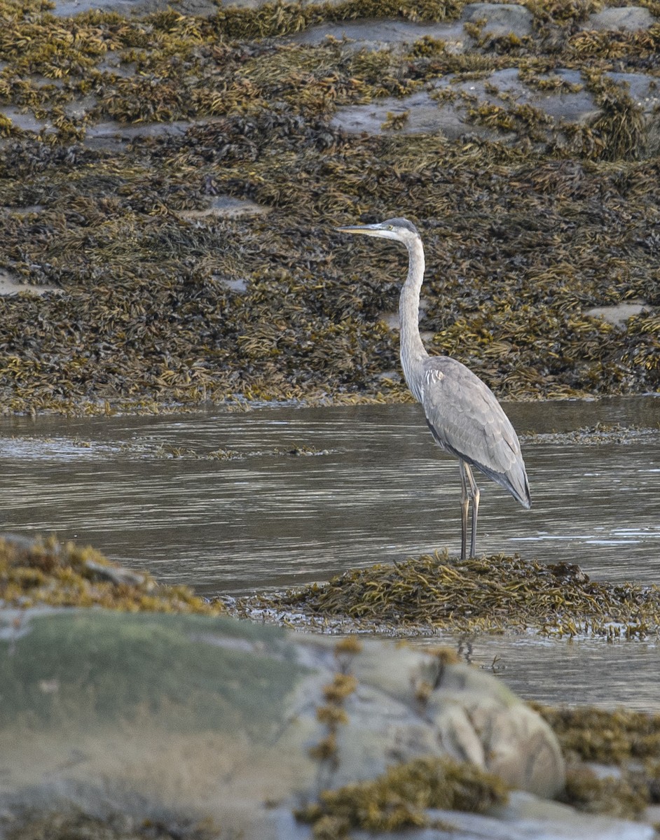 Great Blue Heron - ML623518947