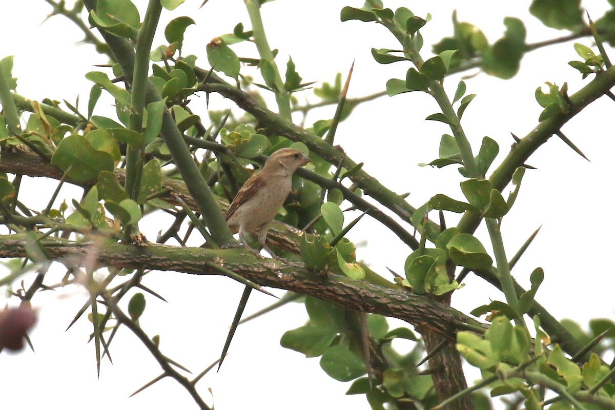 Chestnut Sparrow - ML623518948