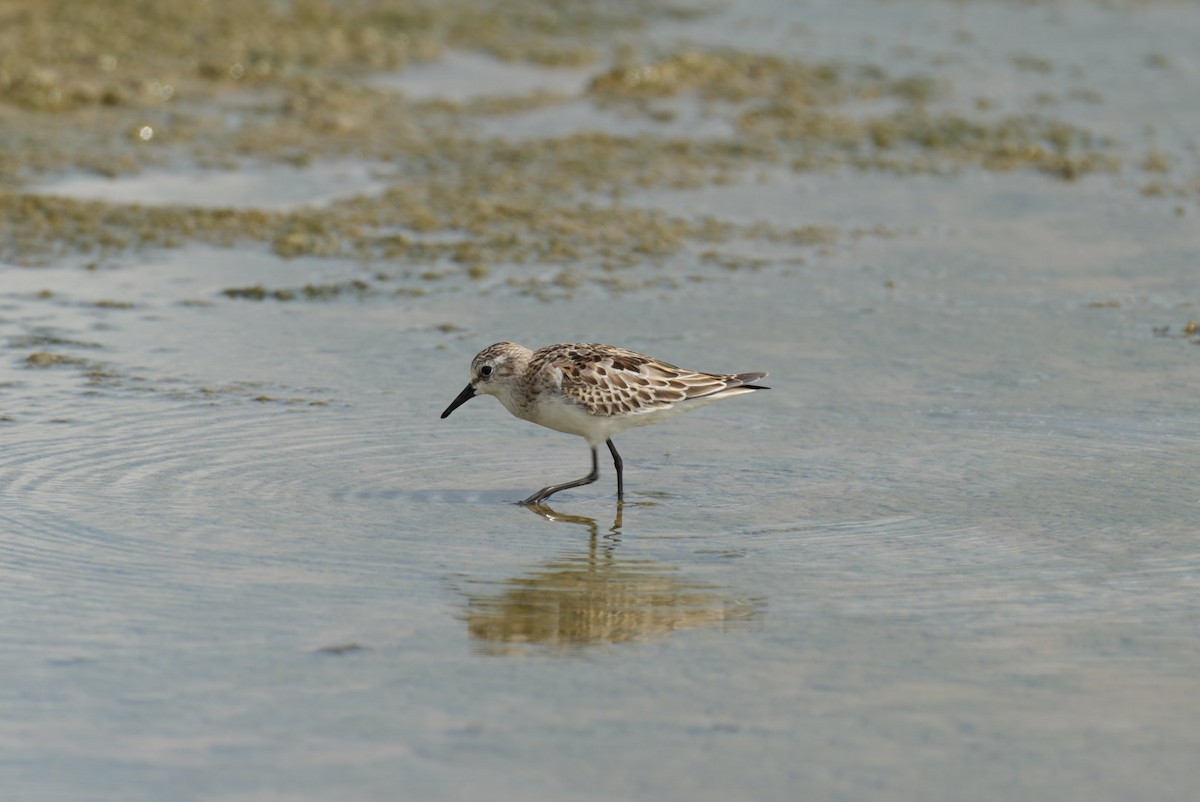 Little Stint - Jigar Patel