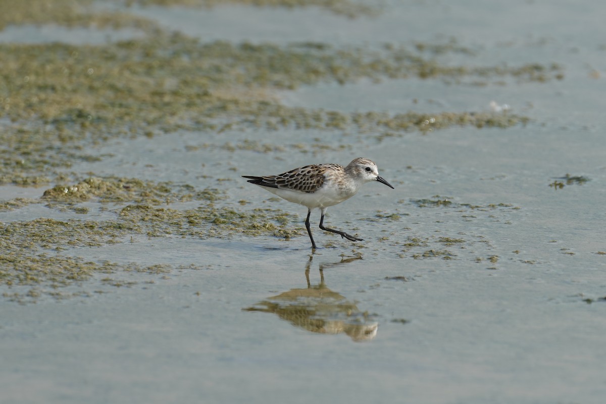 Little Stint - ML623518958