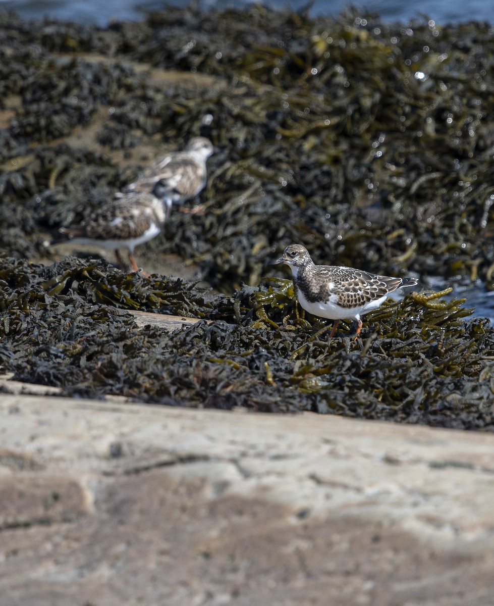 Ruddy Turnstone - ML623518963