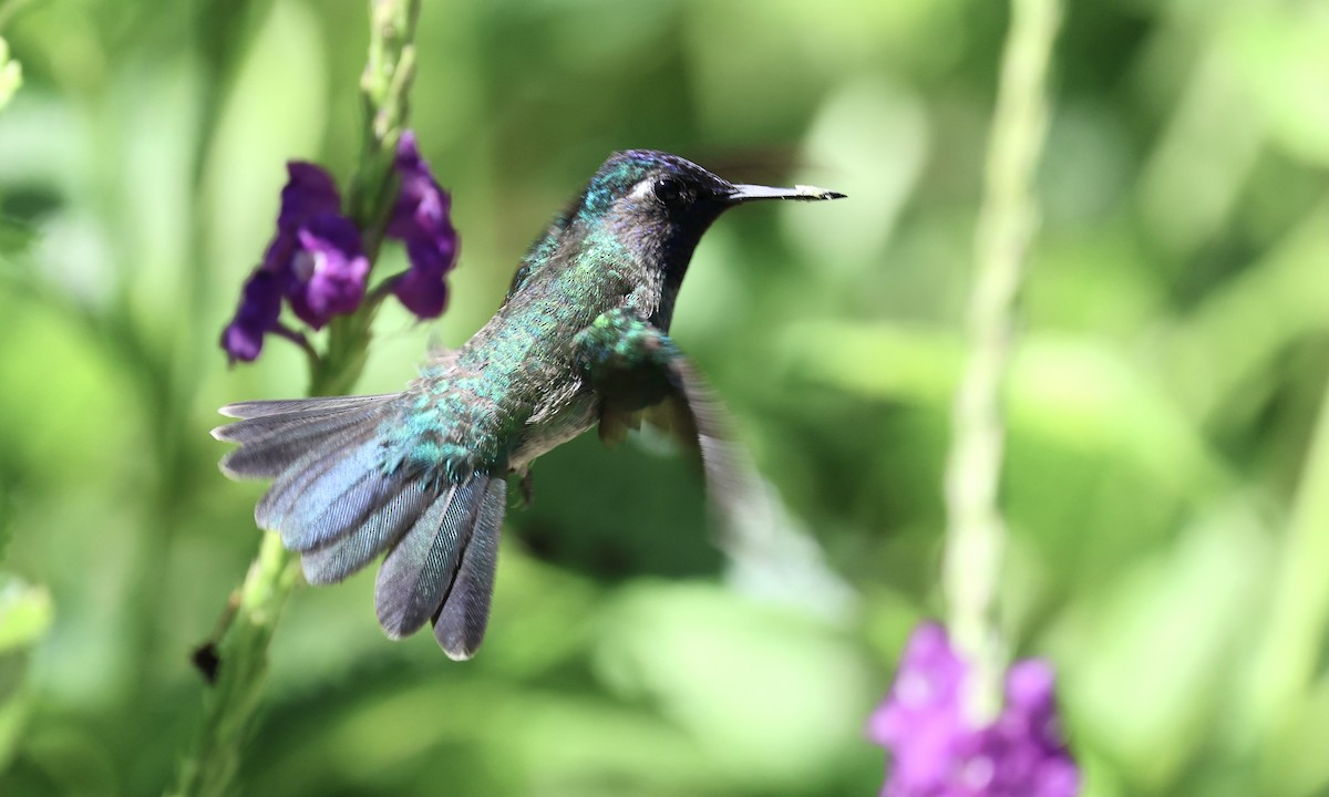 Colibrí Cabeciazul - ML623518985