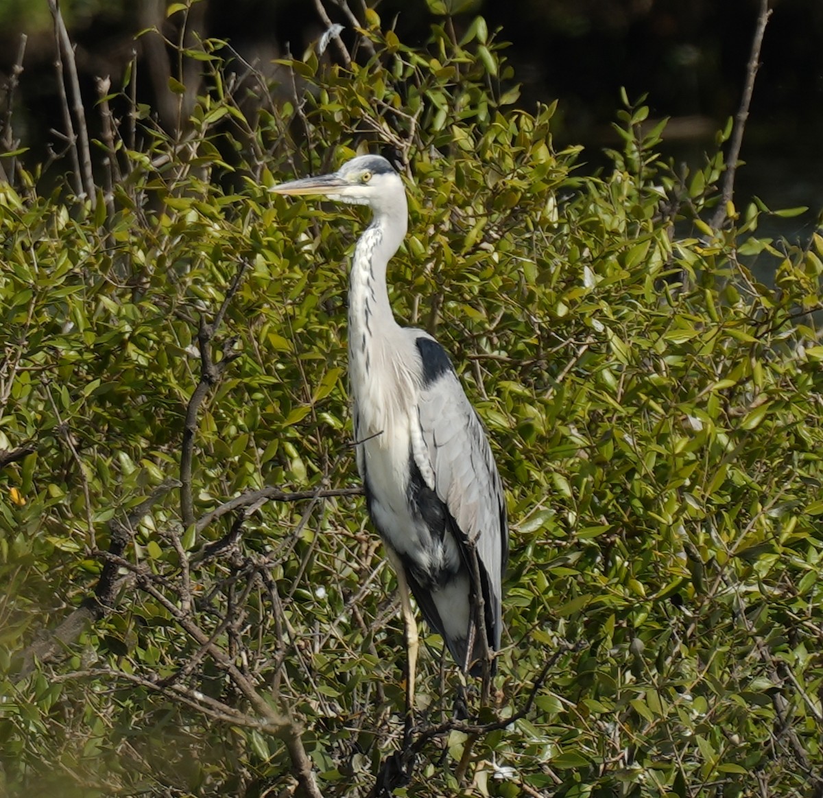 Gray Heron - ML623518990