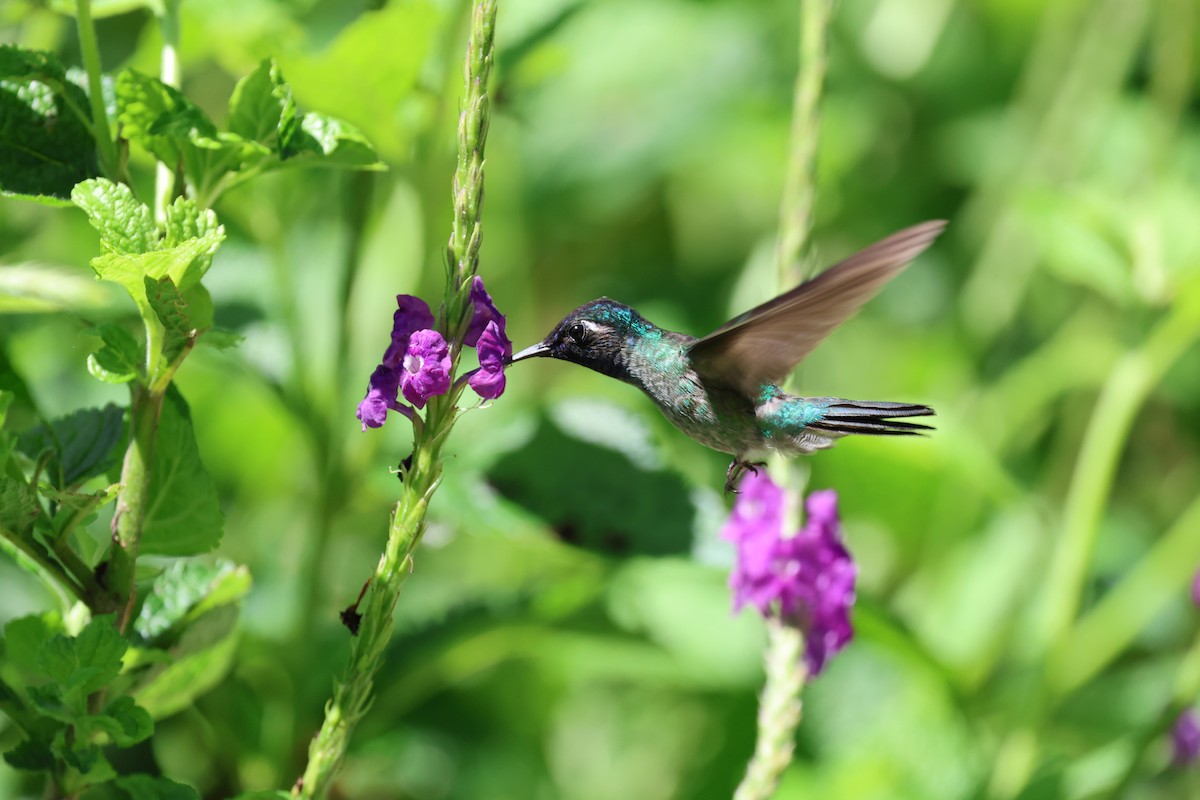 Violet-headed Hummingbird - ML623518997