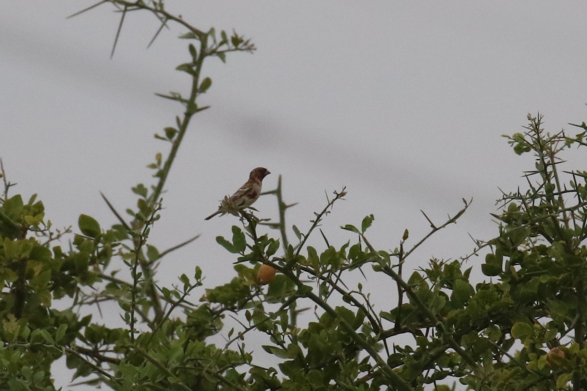 Chestnut Sparrow - ML623519000