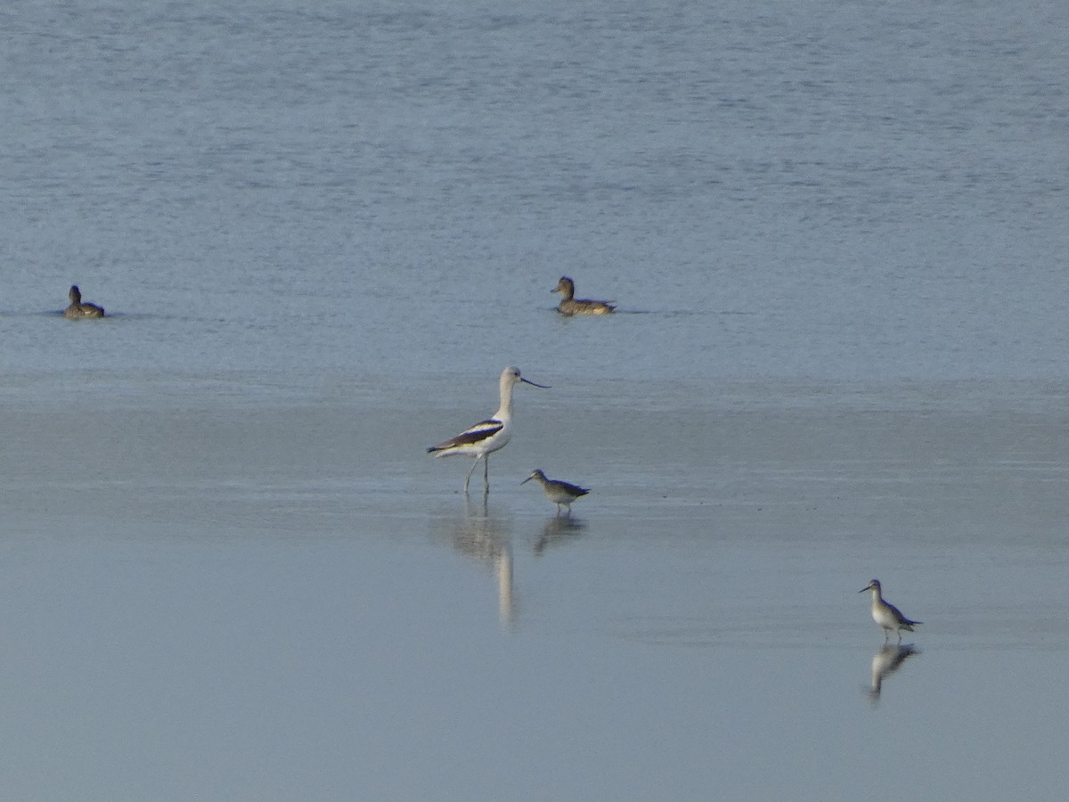 American Avocet - ML623519005