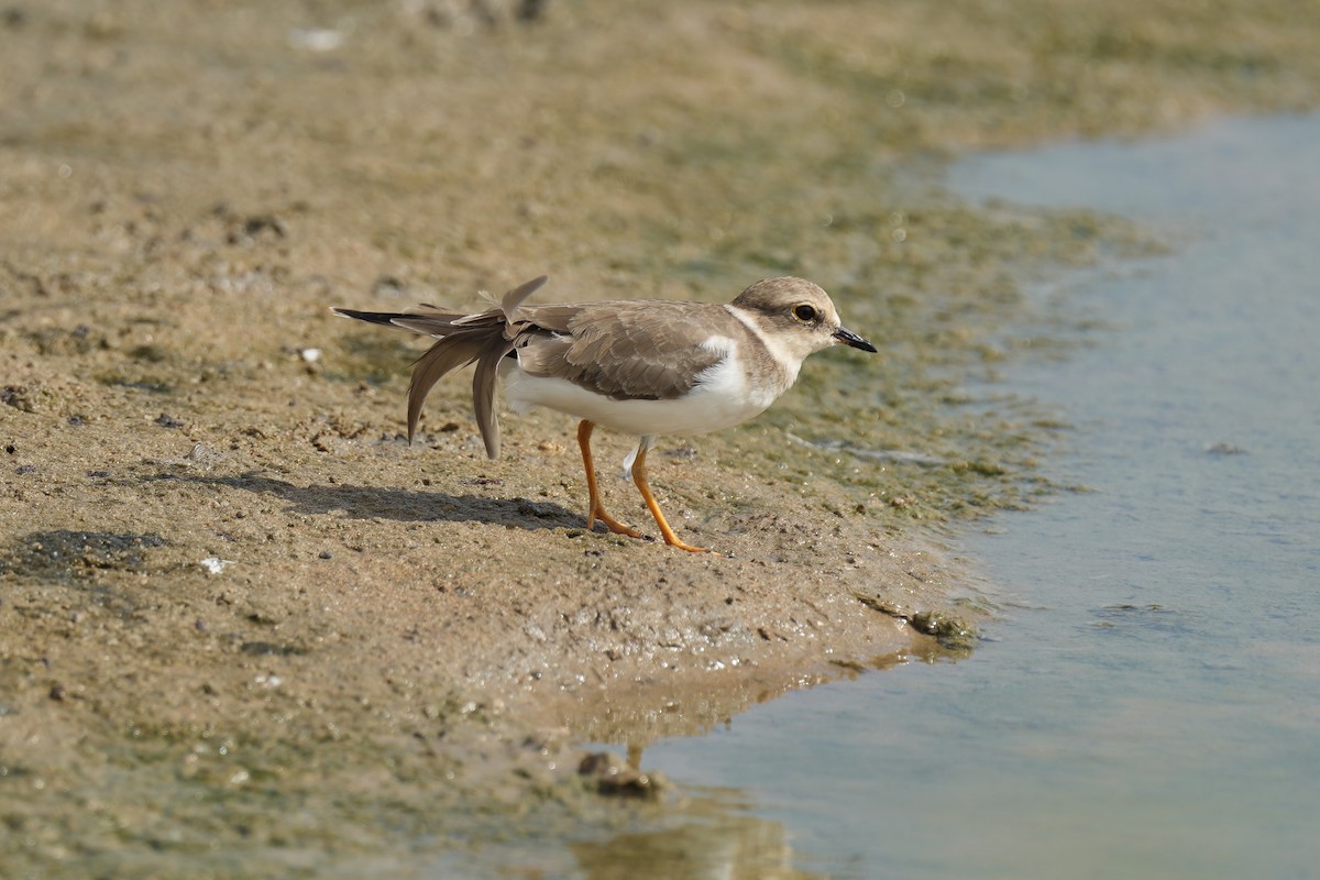 Little Ringed Plover - ML623519014