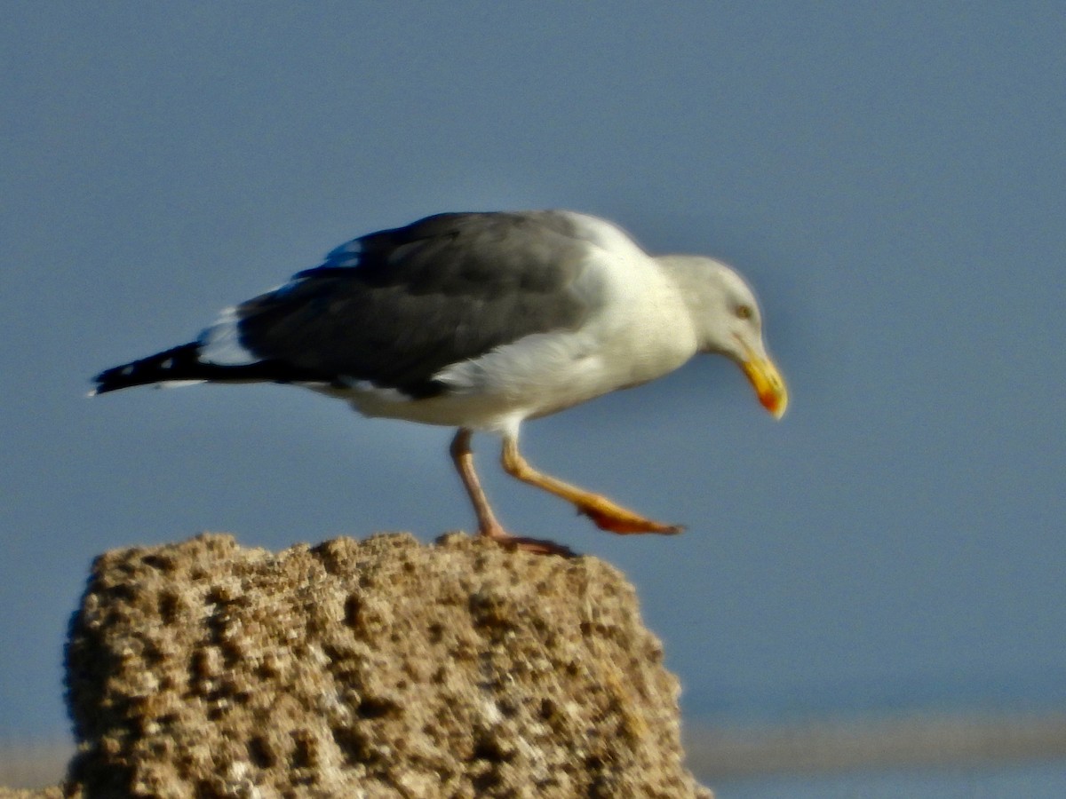 Yellow-footed Gull - ML623519102