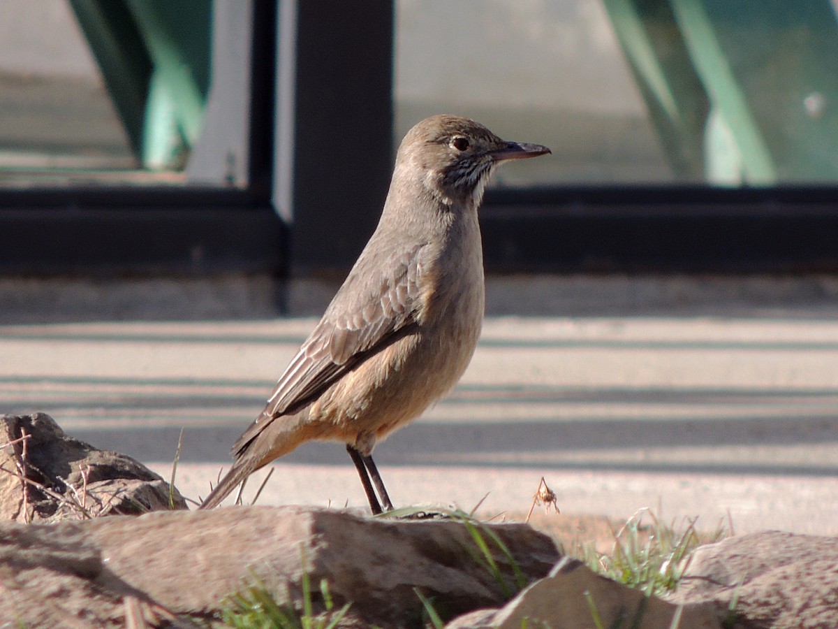 Great Shrike-Tyrant - ML623519195