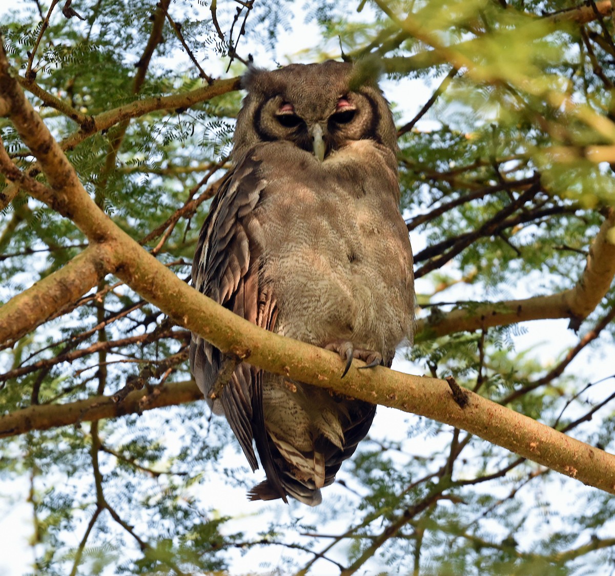 Verreaux's Eagle-Owl - ML623519203