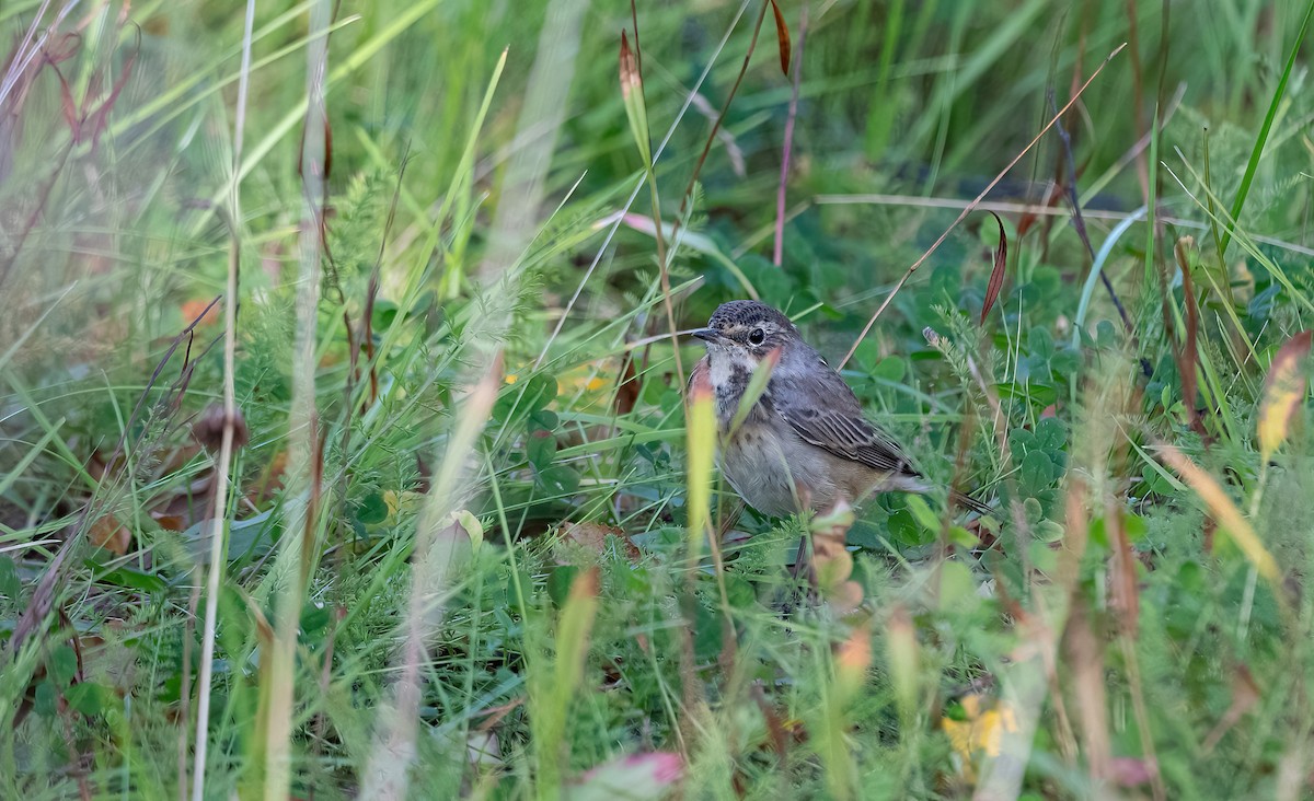 Blaukehlchen (Rotsterniges) - ML623519255