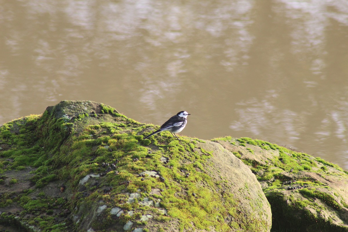 Bachstelze - ML623519309