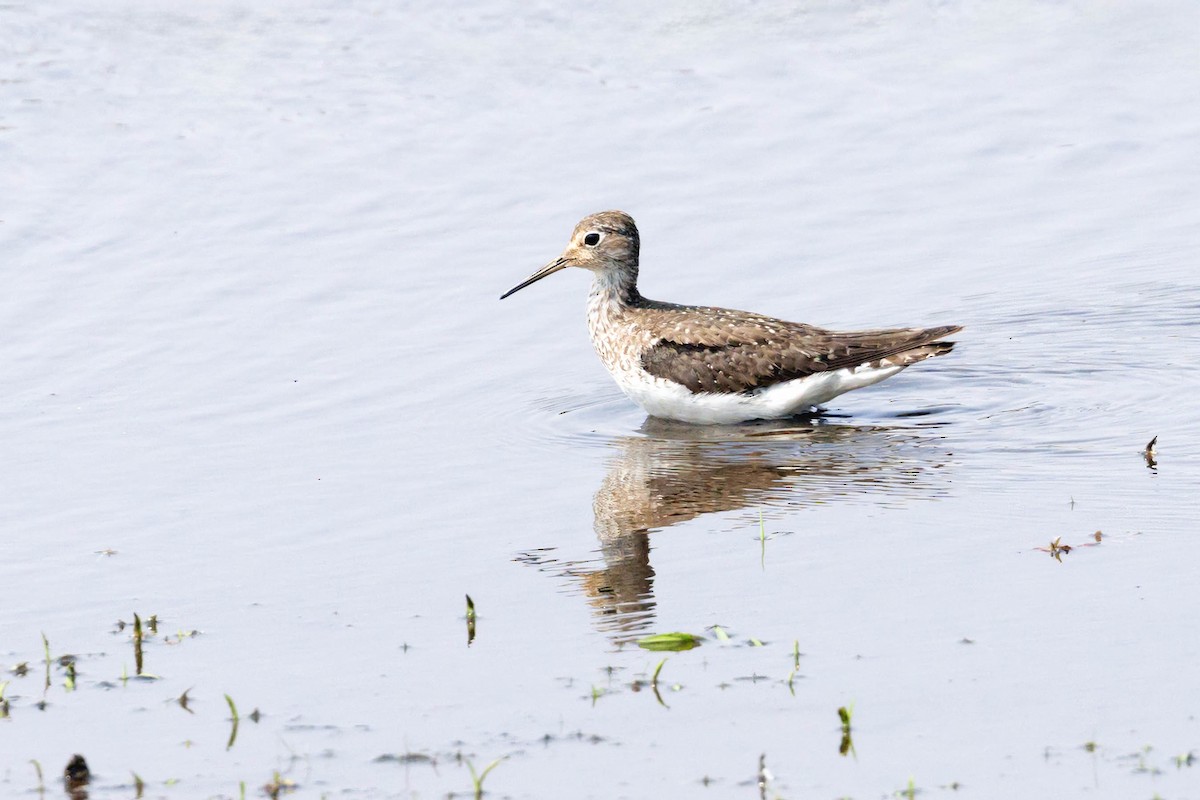 Solitary Sandpiper - ML623519353