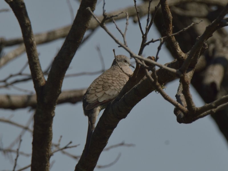 Inca Dove - ML623519367