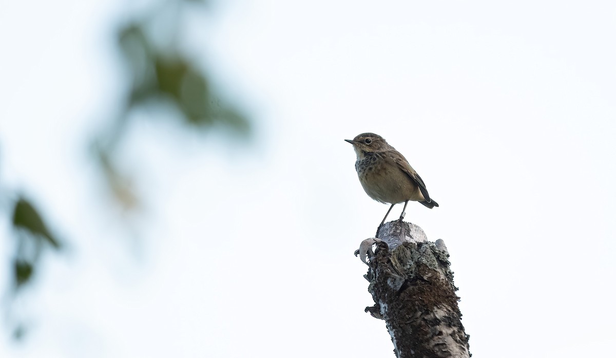 Blaukehlchen (Rotsterniges) - ML623519369