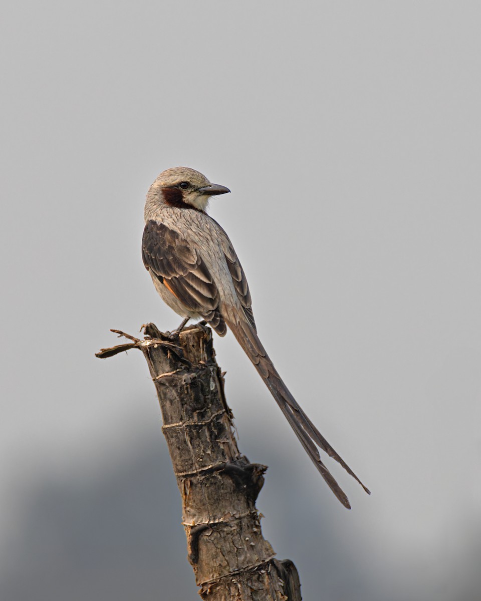 Streamer-tailed Tyrant - Gabriel Pereira