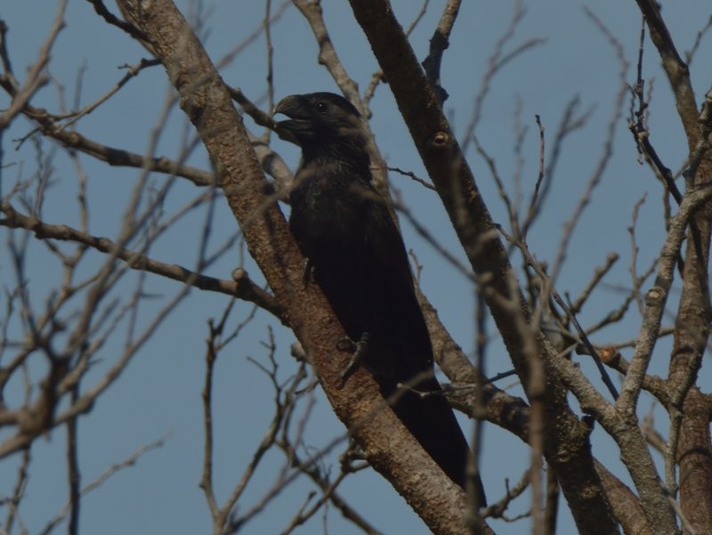 Groove-billed Ani - ML623519382