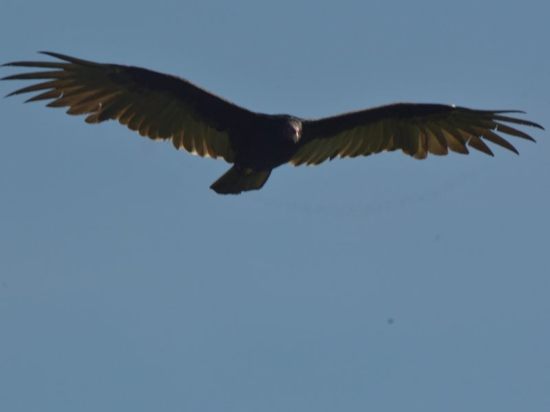 Turkey Vulture - ML623519395