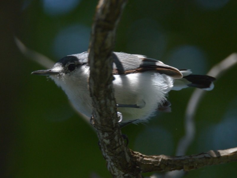 White-lored Gnatcatcher - ML623519400