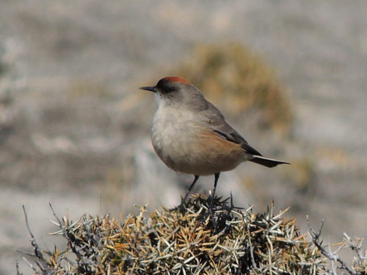 Cinnamon-bellied Ground-Tyrant - Simón Pla García