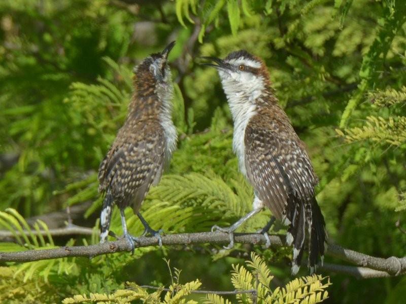 Rufous-naped Wren - ML623519406