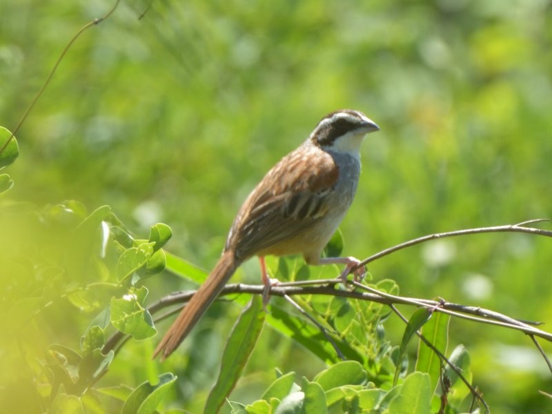 Stripe-headed Sparrow - ML623519429