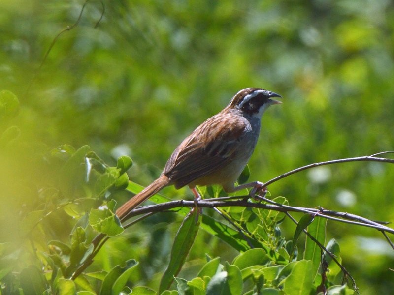 Stripe-headed Sparrow - José Rodriguez Flores