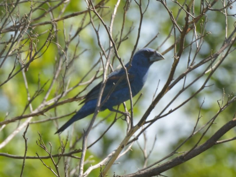 Blue Grosbeak - ML623519436