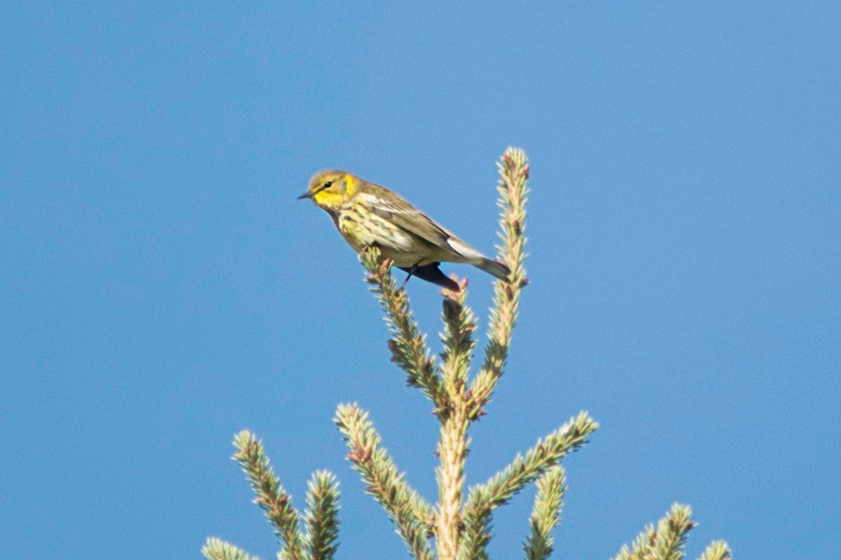 Cape May Warbler - ML623519439