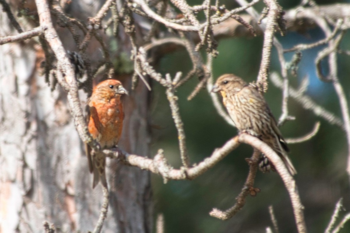 Red Crossbill - ML623519445