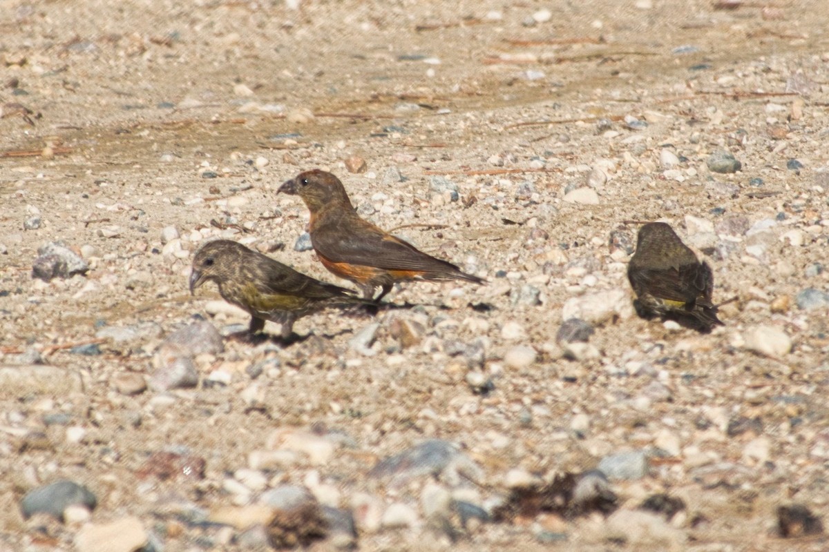 Red Crossbill - ML623519446