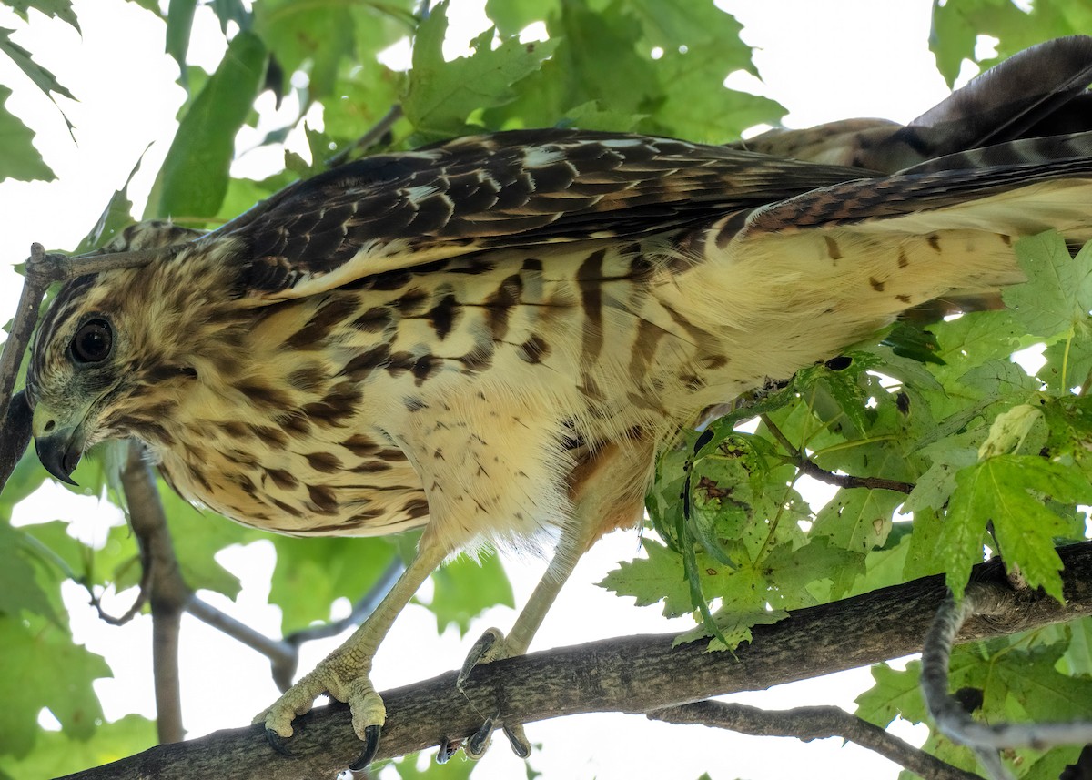 Red-shouldered Hawk (lineatus Group) - ML623519453