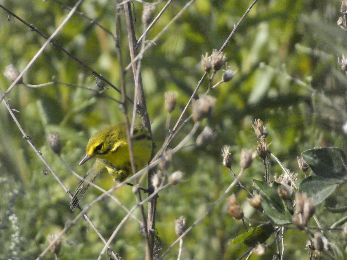 Prairie Warbler - ML623519491