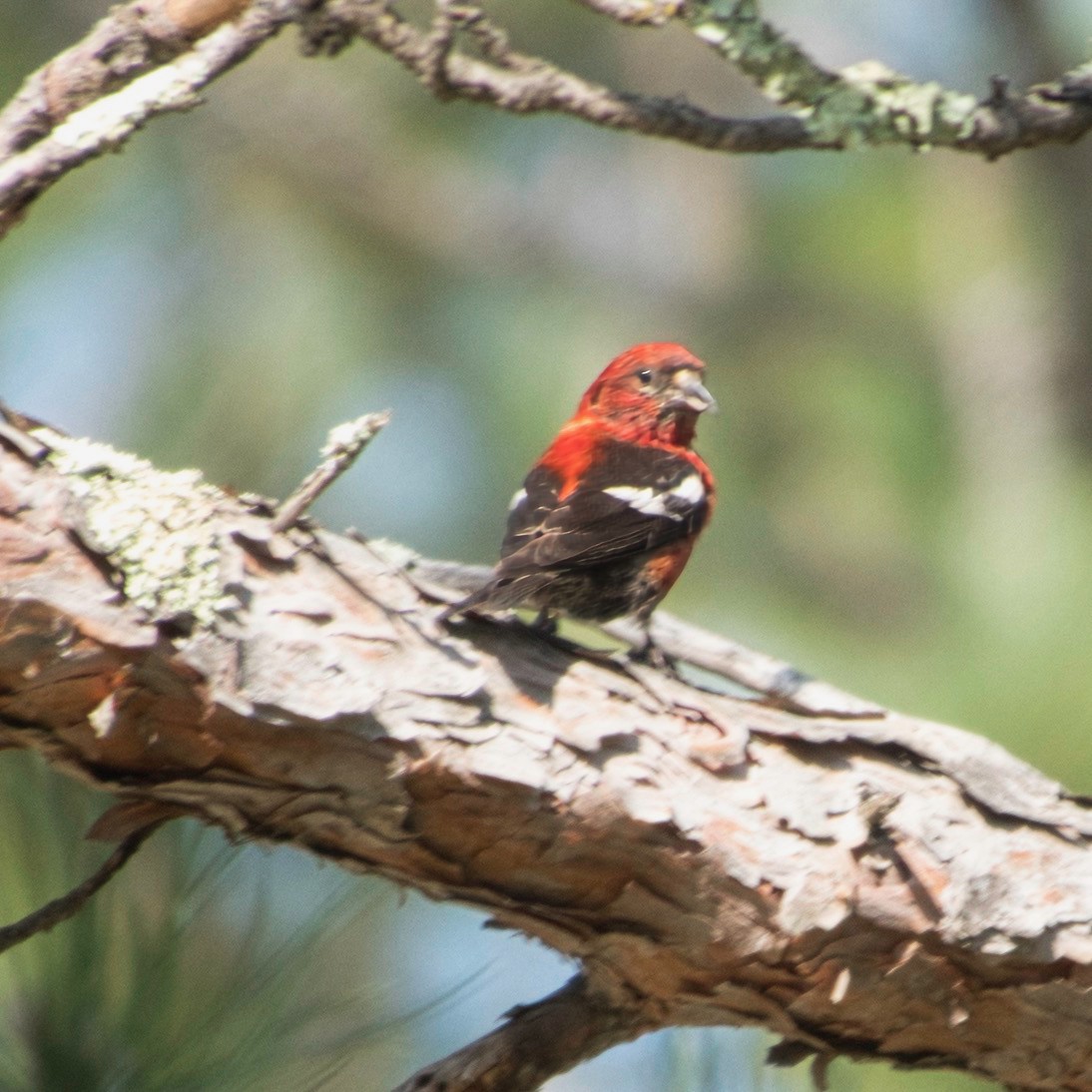 White-winged Crossbill - ML623519494