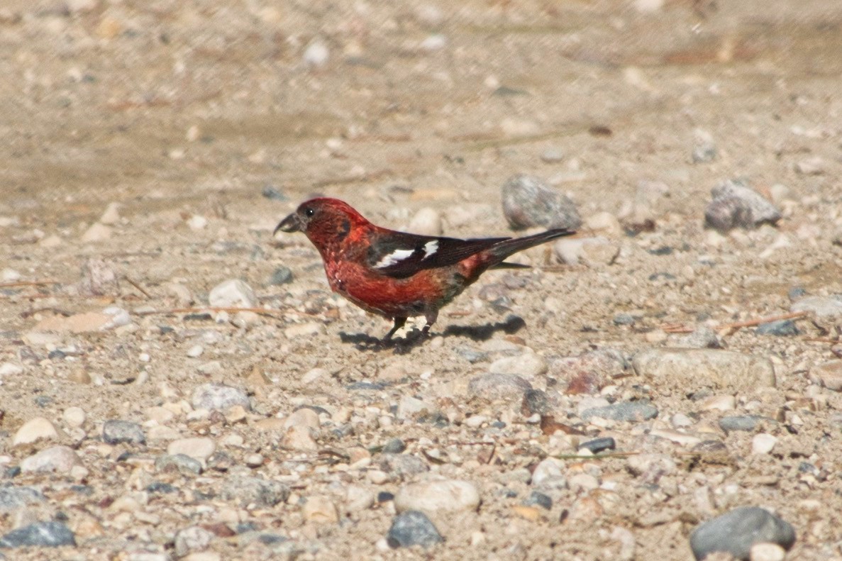 White-winged Crossbill - ML623519495