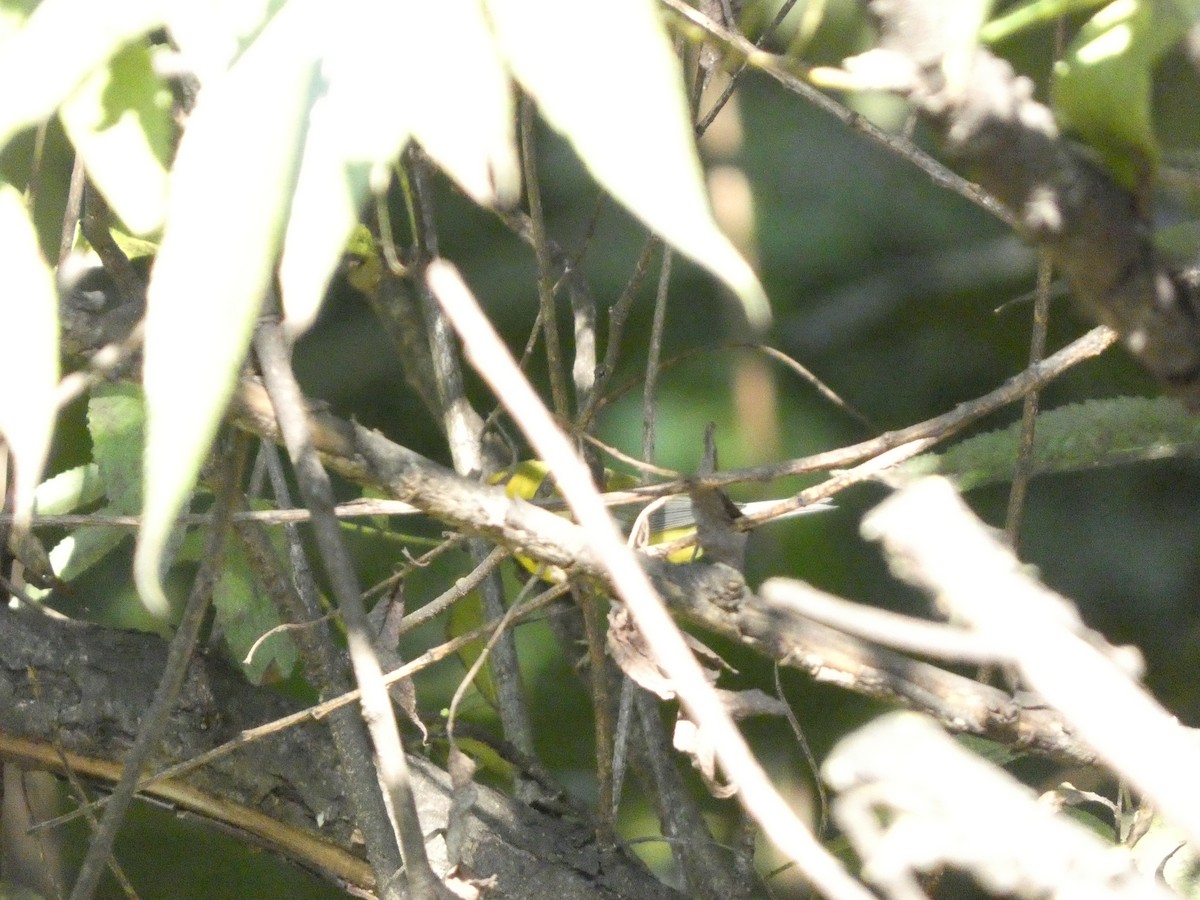 Golden-winged x Blue-winged Warbler (hybrid) - ML623519517
