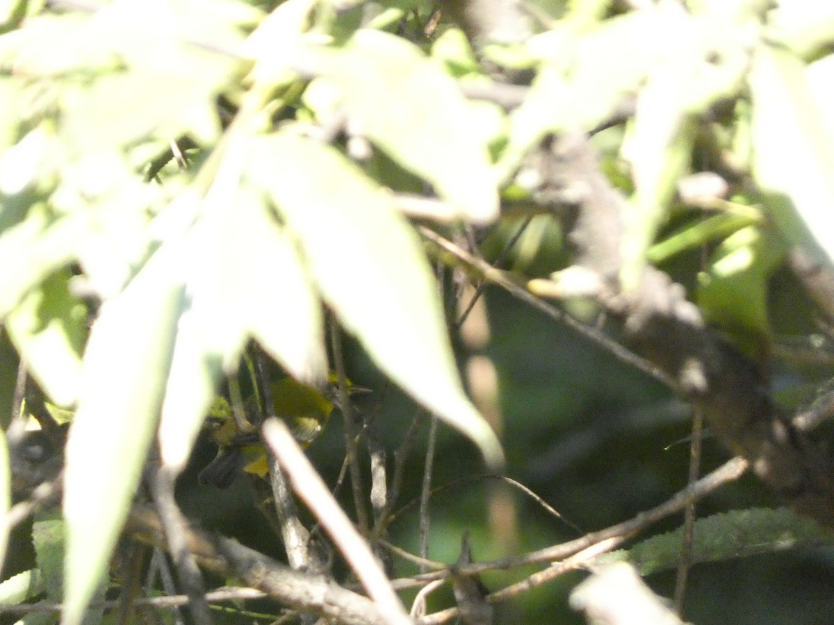 Golden-winged x Blue-winged Warbler (hybrid) - ML623519520