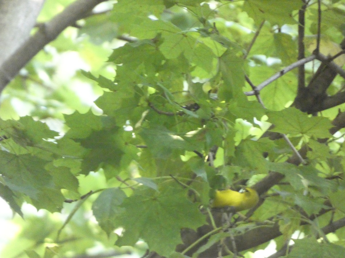 Golden-winged x Blue-winged Warbler (hybrid) - ML623519522