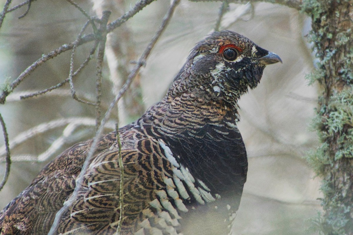 Spruce Grouse - ML623519528