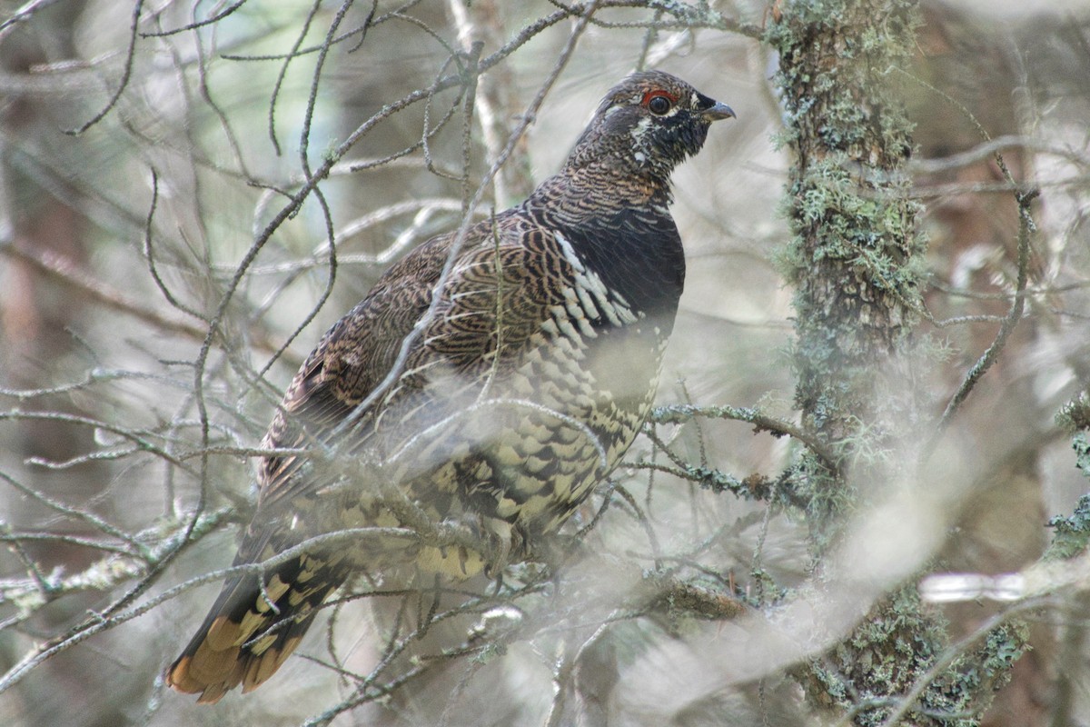 Spruce Grouse - ML623519529