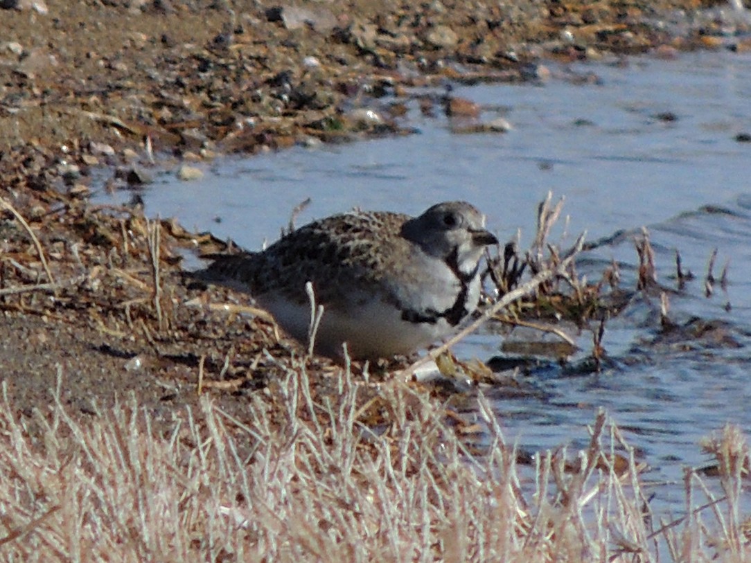 Least Seedsnipe - ML623519557