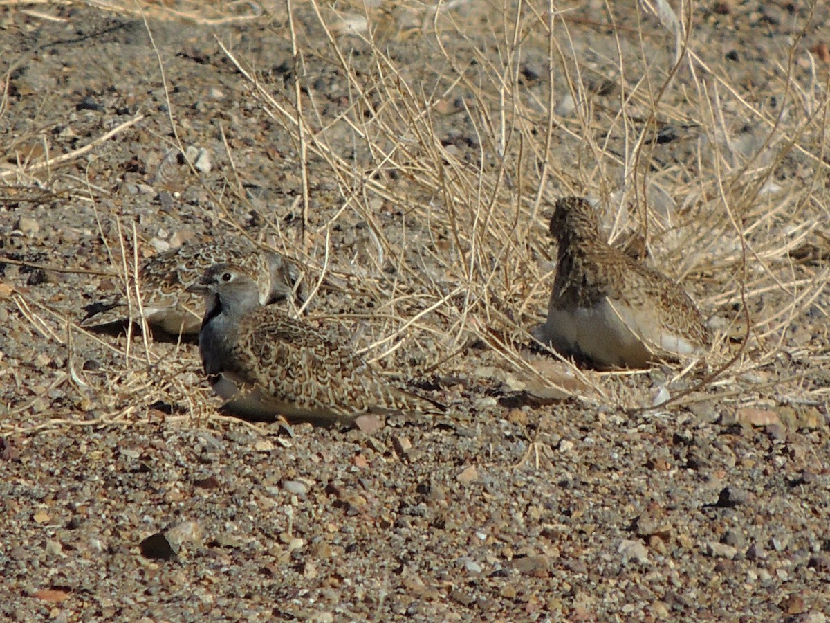 Least Seedsnipe - ML623519558