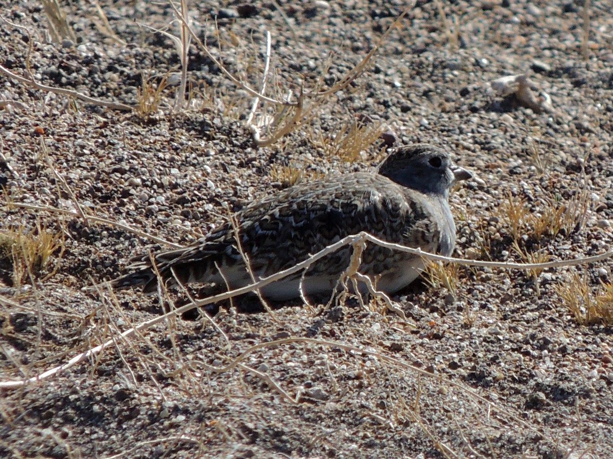 Least Seedsnipe - ML623519559