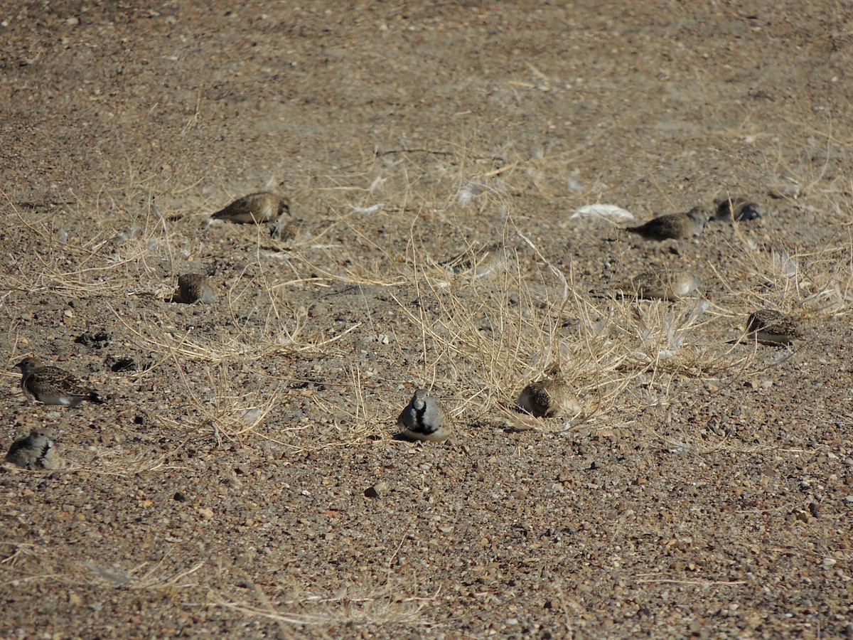 Least Seedsnipe - ML623519561