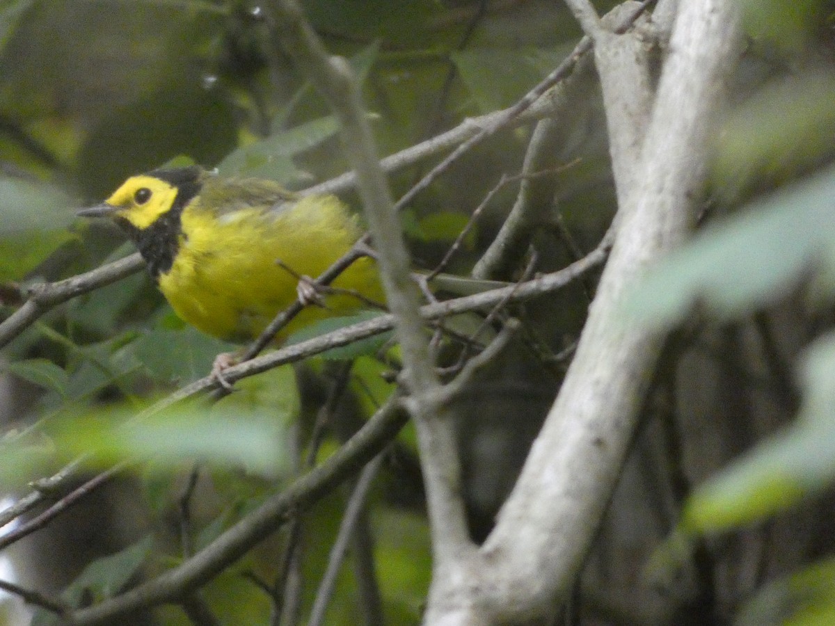 Hooded Warbler - ML623519588
