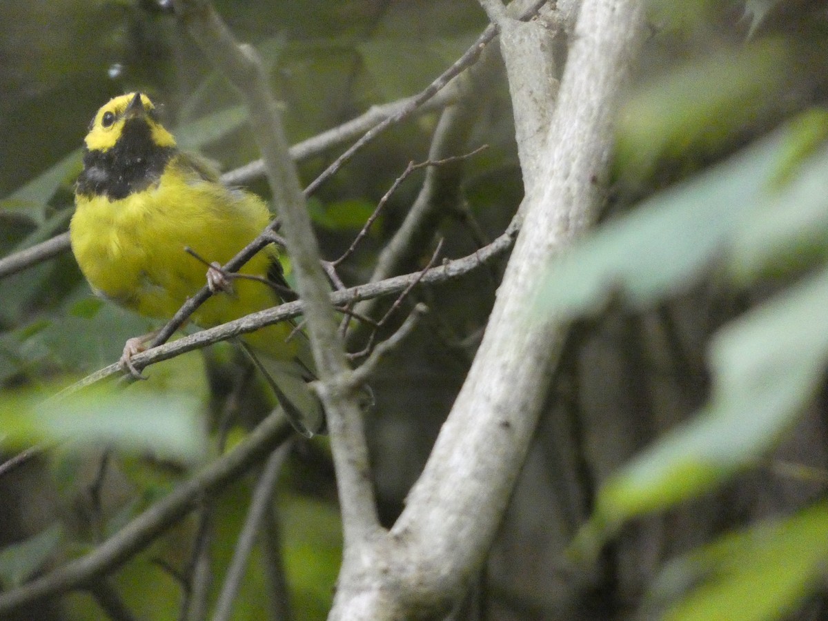 Hooded Warbler - ML623519595