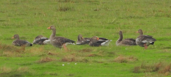 Graylag Goose - ML623519605