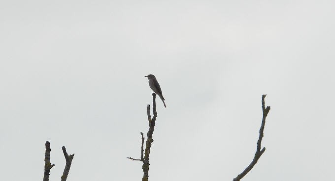 Spotted Flycatcher - ML623519620